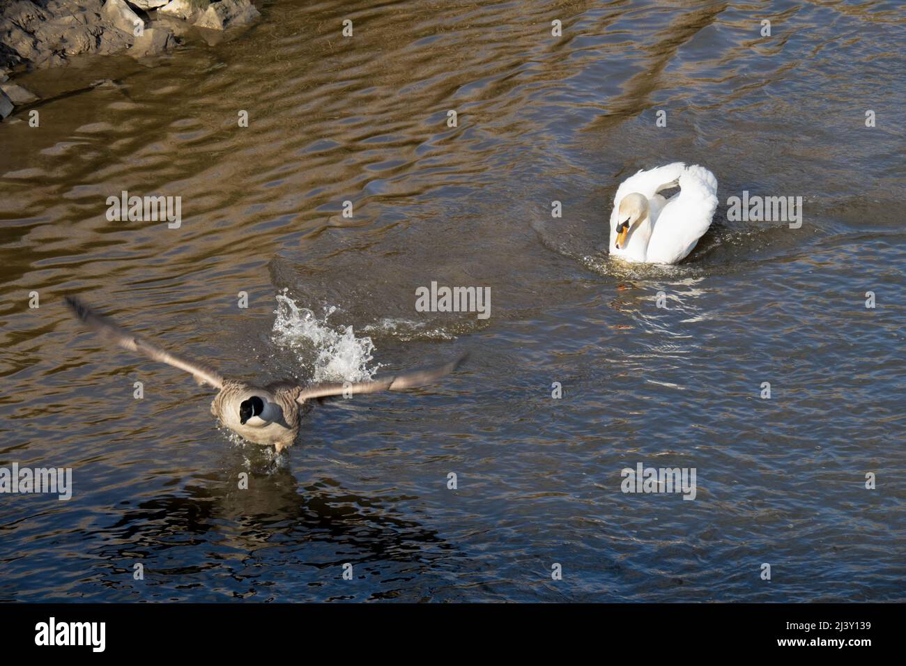 https://c8.alamy.com/comp/2J3Y139/territorial-white-swan-chasing-off-canada-goose-on-river-uk-2J3Y139.jpg