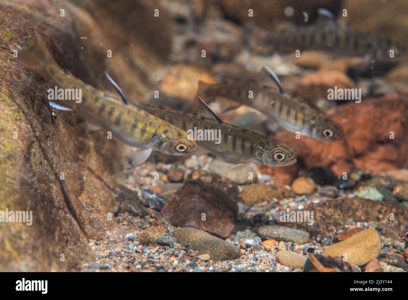 Baby coho salmon fry (Oncorhynchus kisutch), the fish are schooling together in a freshwater stream in Mendocino, California. Stock Photo