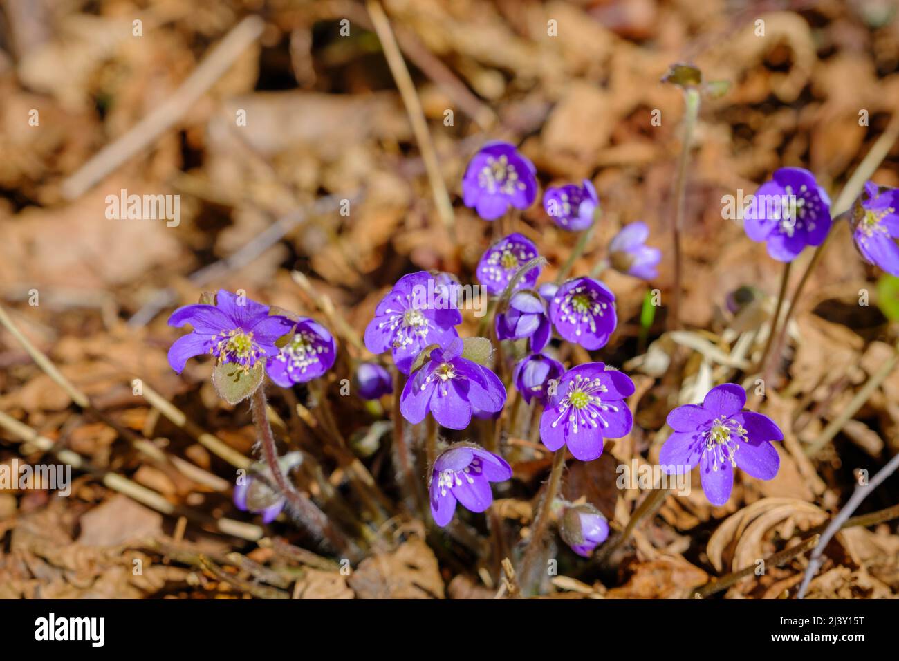 Common Hepatica or Anemone hepatica, blue blossom, close up. Violet ...