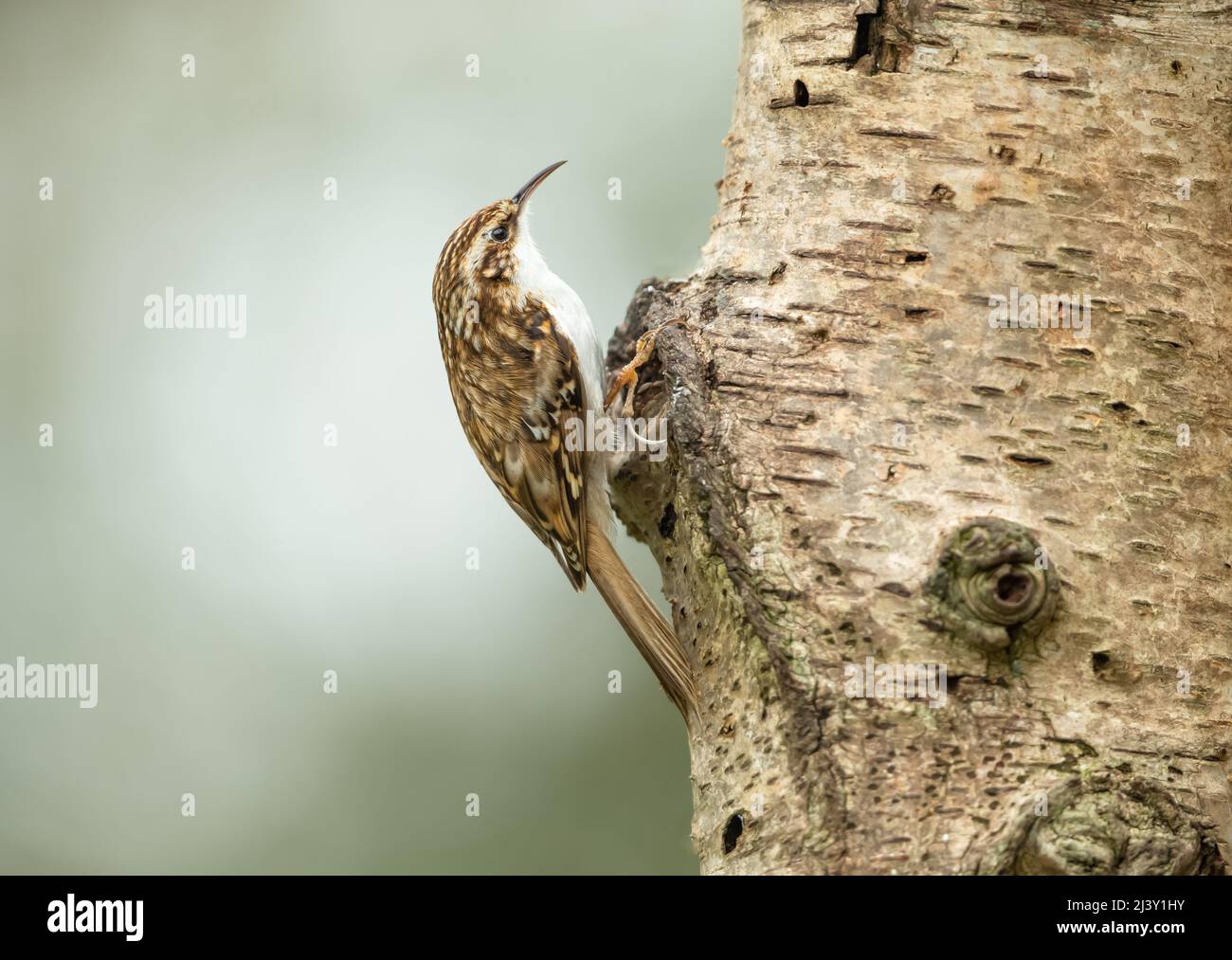 Close up of a Treecreeper in Springtime. Scientific name: Certhia familiaris, foraging on a Silver Birch tree.  Facing right.  Clean background with c Stock Photo