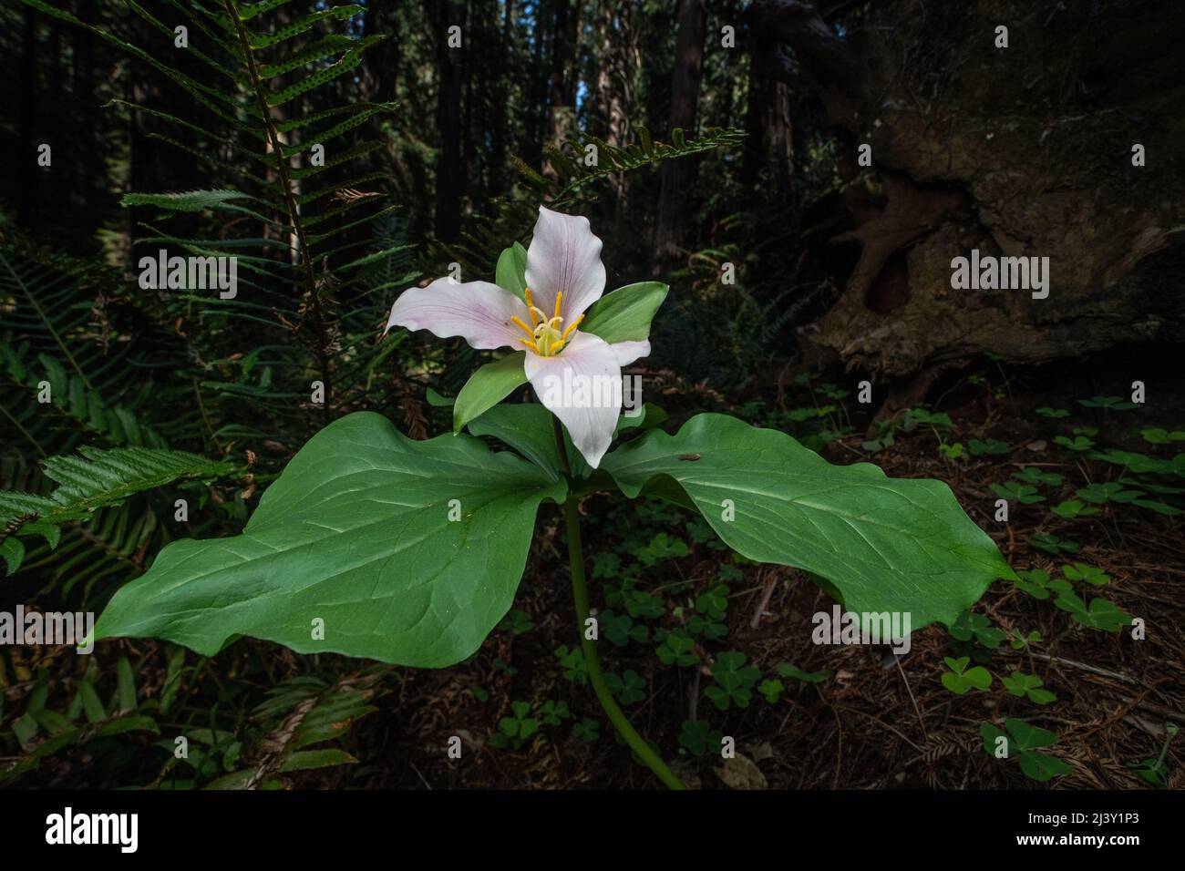 Trillium ovatum, the Pacific trillium, growing and flowering on the forest floor in a old growth redwood forest in Northern California. Stock Photo