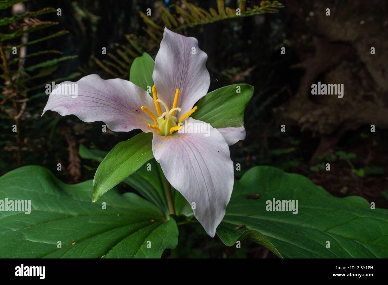 Trillium ovatum, the Pacific trillium, growing and flowering on the forest floor in a old growth redwood forest in Northern California. Stock Photo
