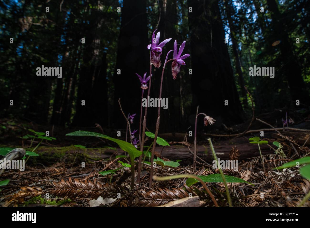 Fairy Slipper orchid (Calypso bulbosa) growing, blooming and flowering on the redwood forest floor in Northern California, North America. Stock Photo