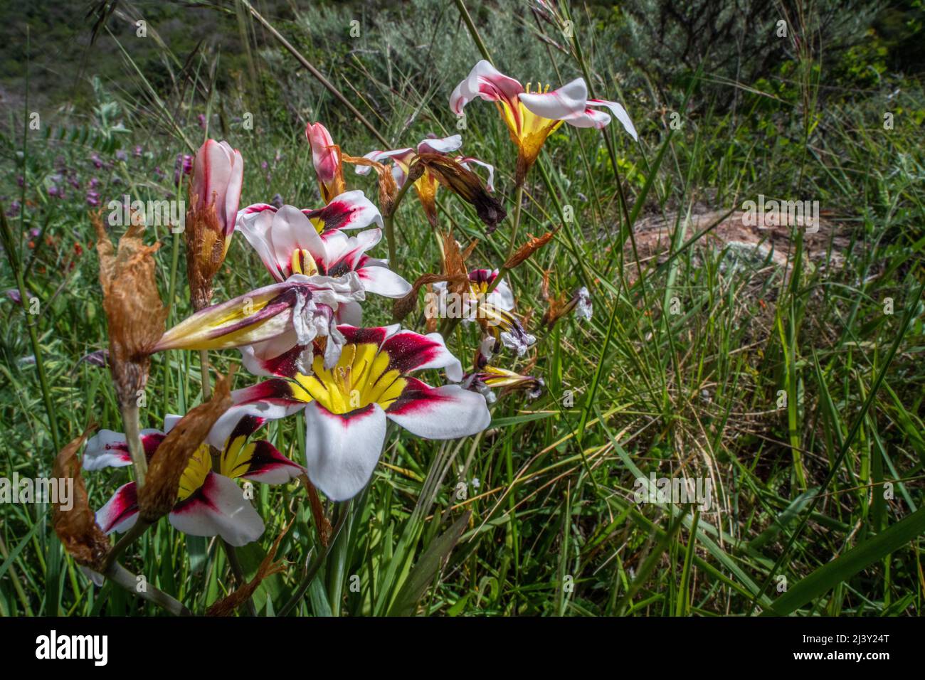 Harlequin flower (Sparaxis tricolor) a vibrant nonnative wildflower growing in the San Francisco area introduced to California from South Africa. Stock Photo