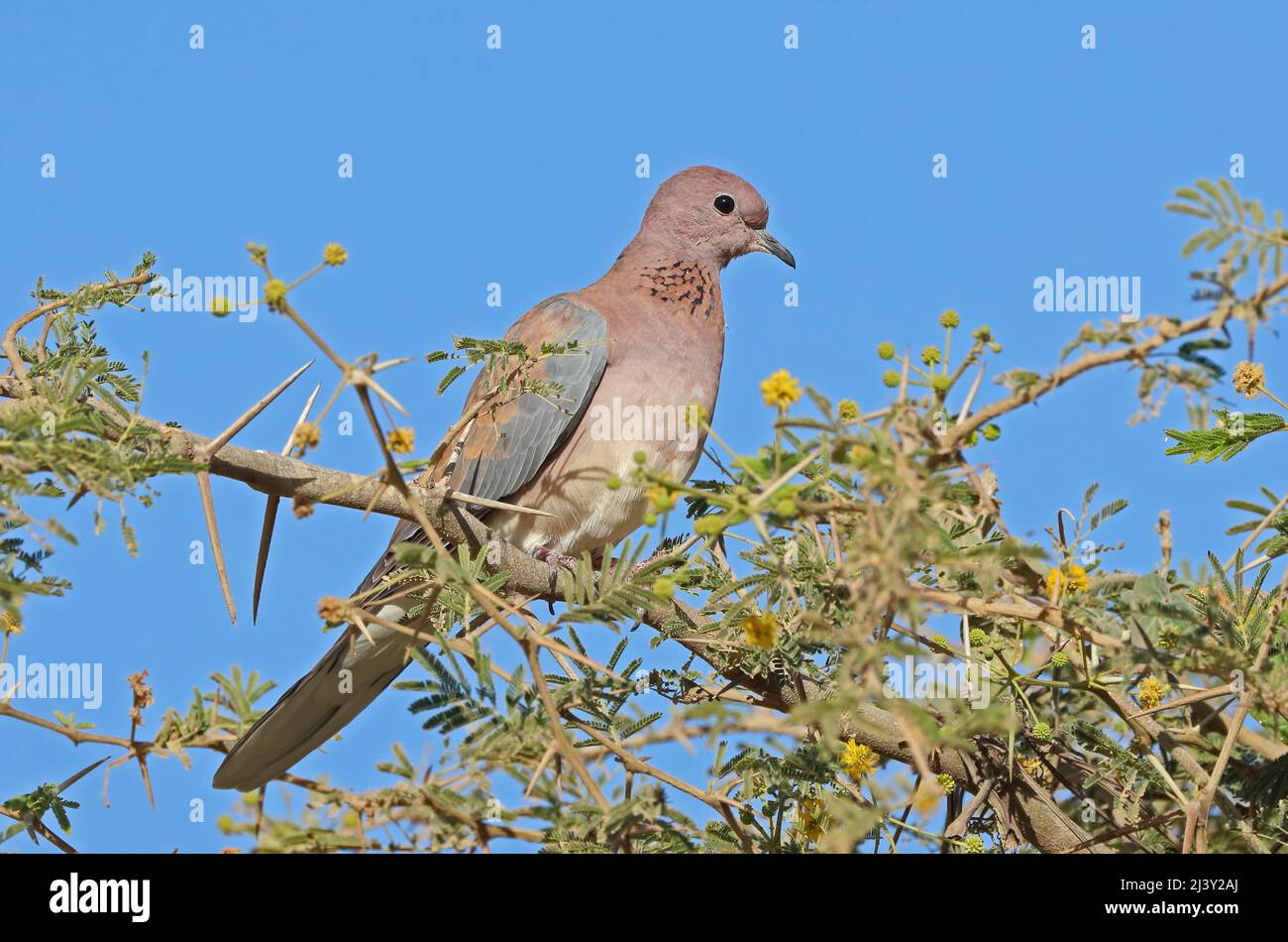 Laughing Dove (Spilopelia senegalensis) adult perched in Acacia tree Oman         December Stock Photo