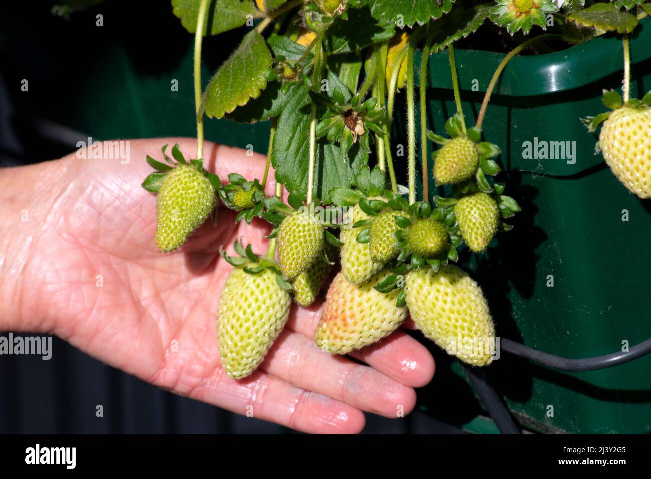 Gardener's hand showing beautiful condition of the growing strawberry