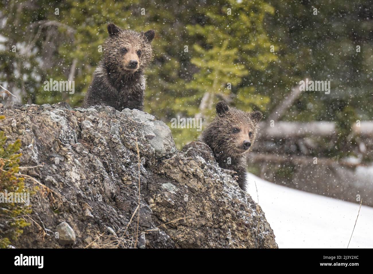 Grizzly Cubs Stock Photo