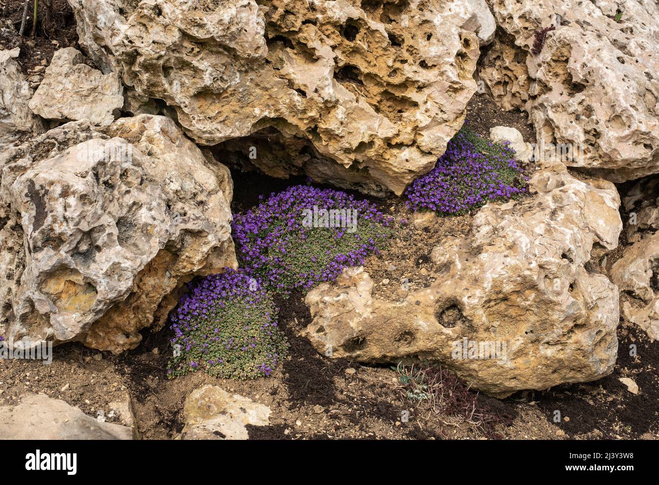 Blooming Rocks a wall of large limestone boulders in a rock garden with small shrubs ...