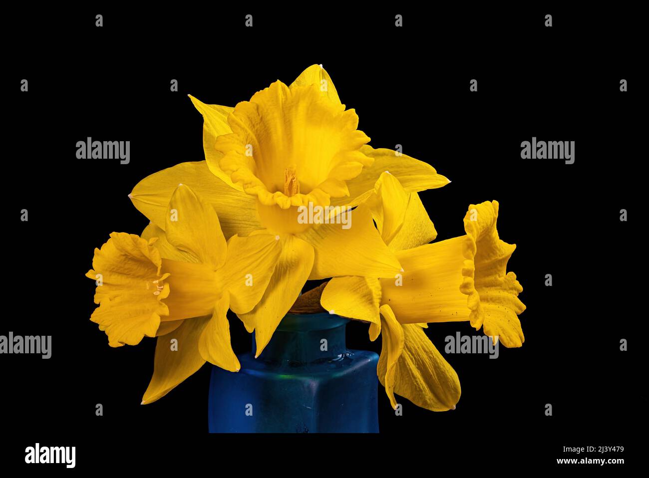 Yellow colored Narcissus or daffodil against a black background. It is a genus of spring flowering perennial plants of the amaryllis family, Amaryllid Stock Photo