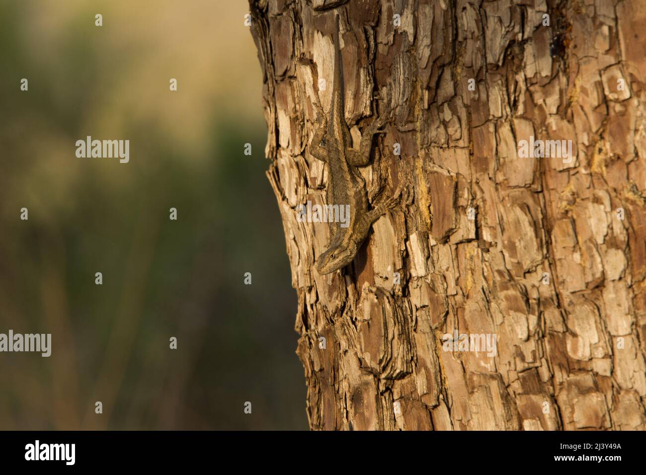 Lizard hiding in plain sight Stock Photo Alamy