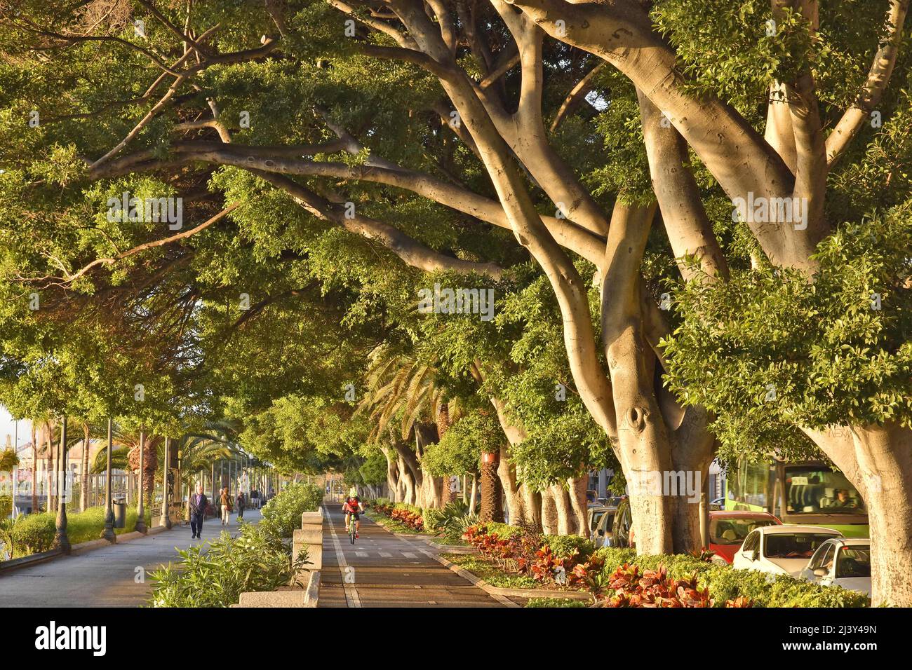 Alley of evergreen trees and pedestrian walkway in Santa Cruz de Tenerife Canary Islands Spain. Stock Photo