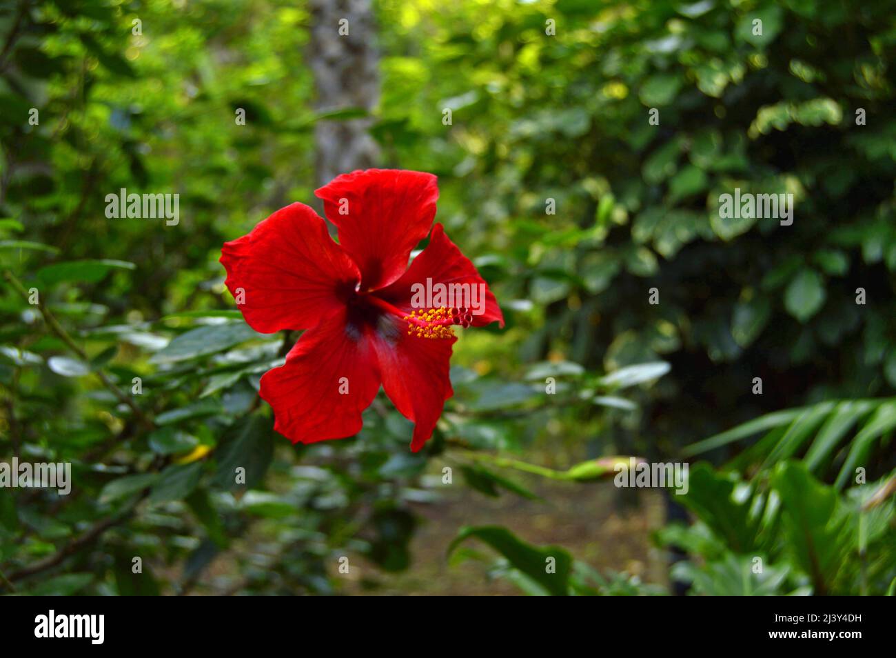 Hibiscus rosa sinensis hibiscus hi-res stock photography and images - Alamy