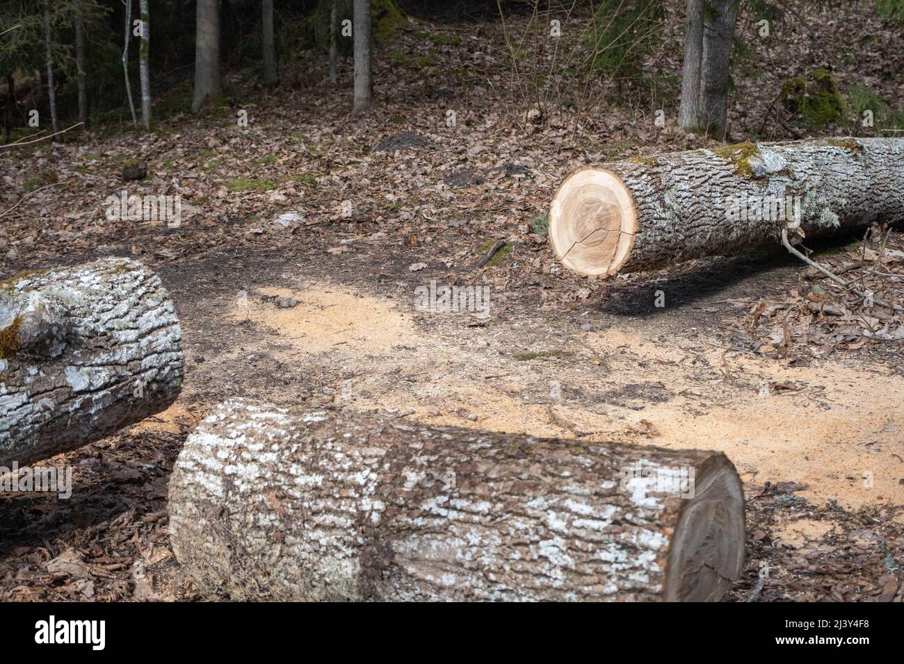 felled trees in a stack, logs from felled tree trunks. Stock Photo