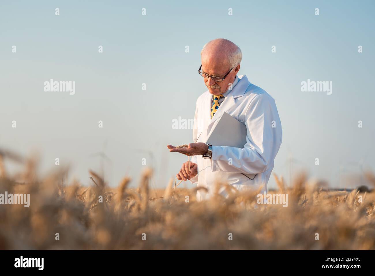 Researcher doing field test on new kinds of grain and wheat Stock Photo