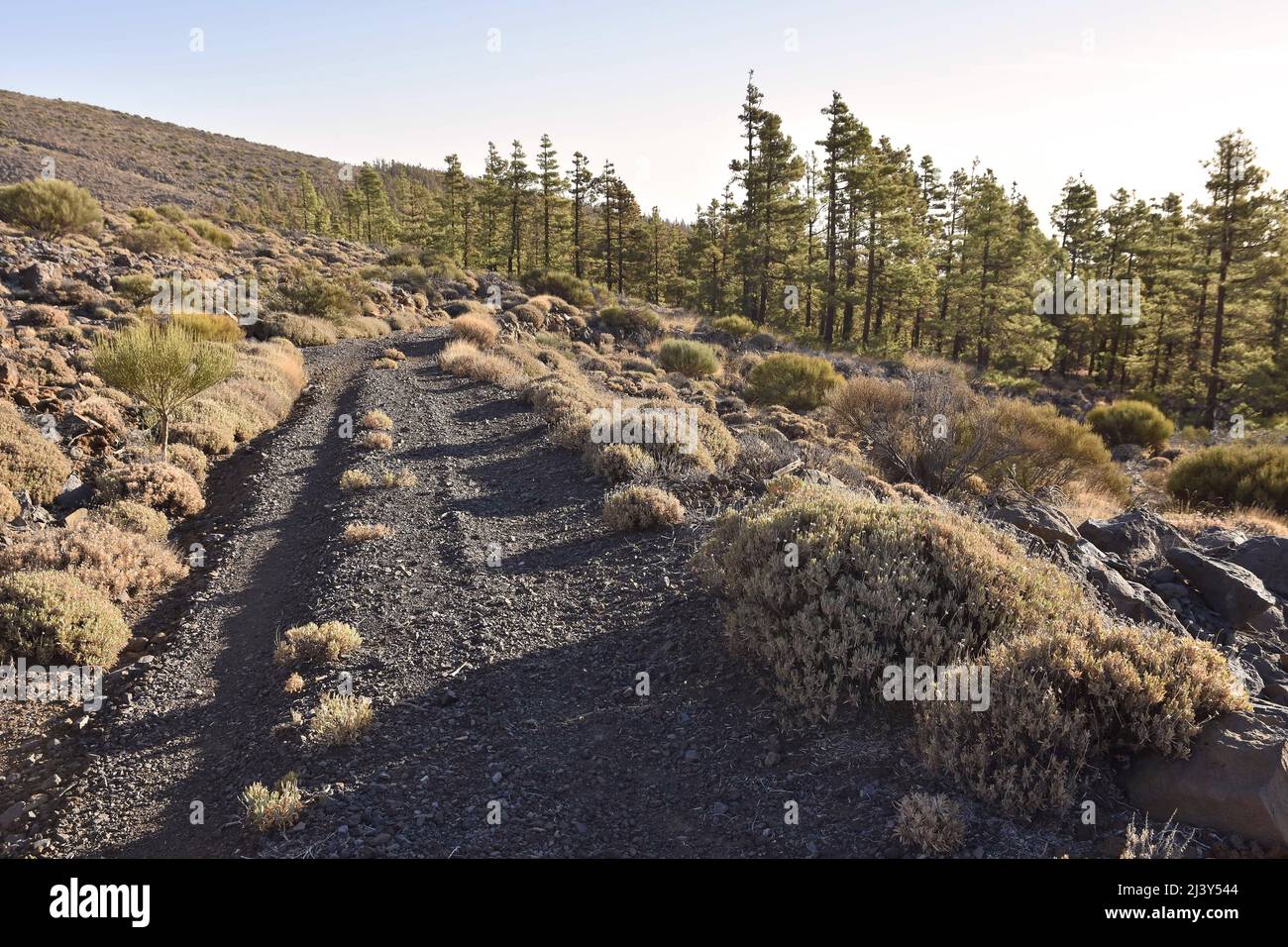 Dirt path through the arid volcanic landscape with shrubs and Canary Island Pines growing in the high altitude of Tenerife Canary Islands Spain. Stock Photo