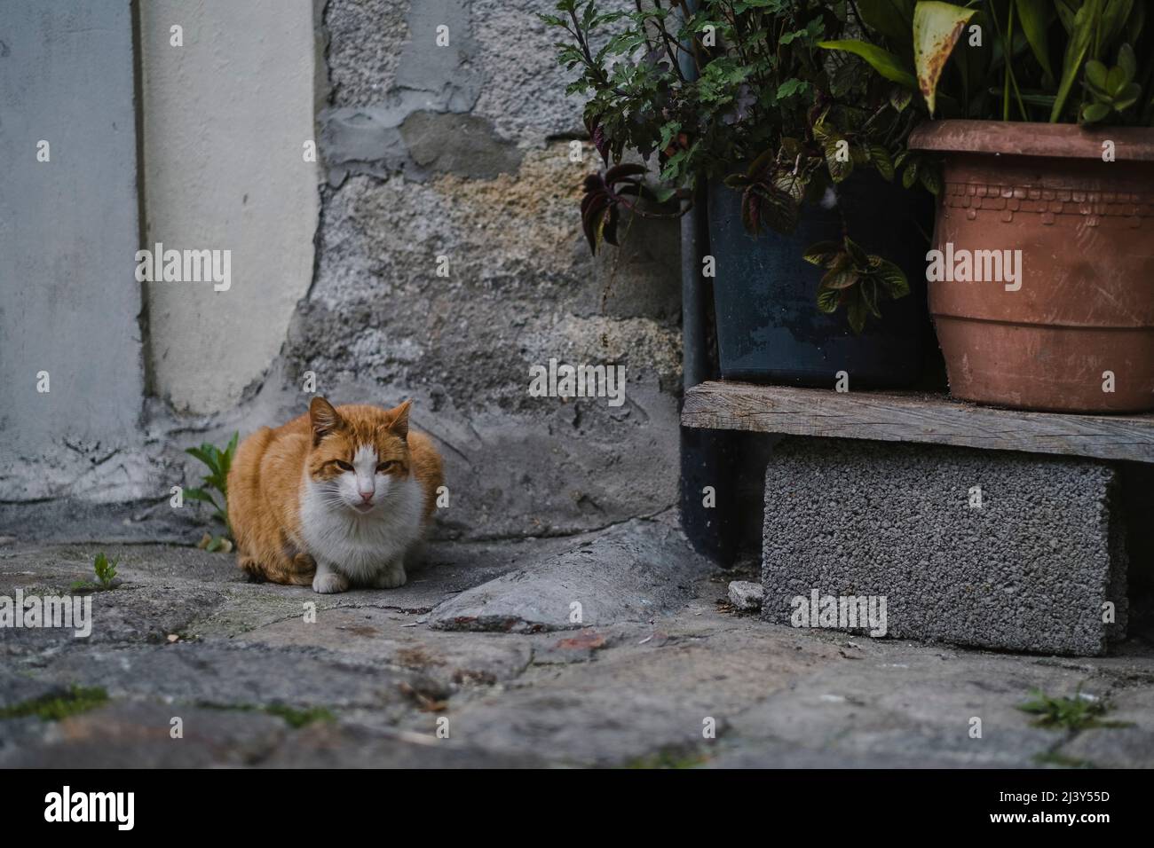 A red stray cat near a bench on the street Stock Photo - Alamy