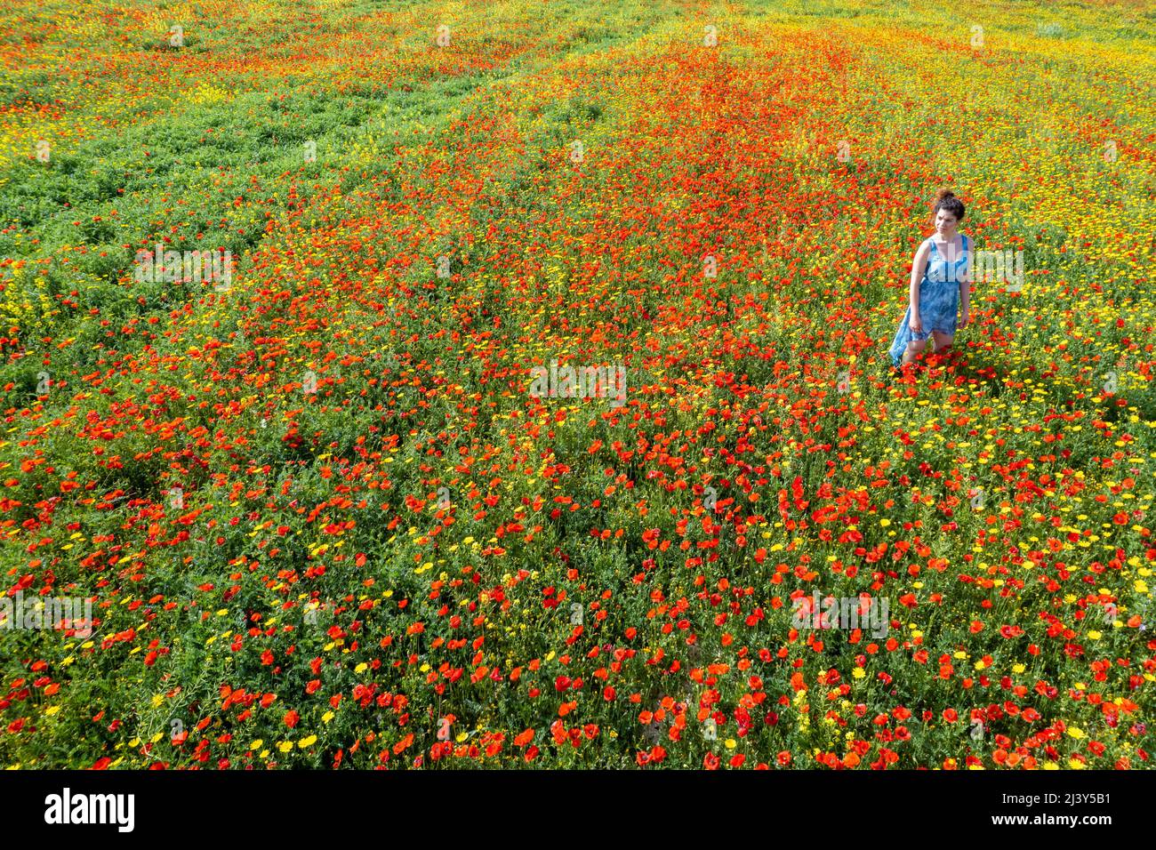 Drone aerial photo of woman walking in the spring field with red and yellow flowers. Stock Photo