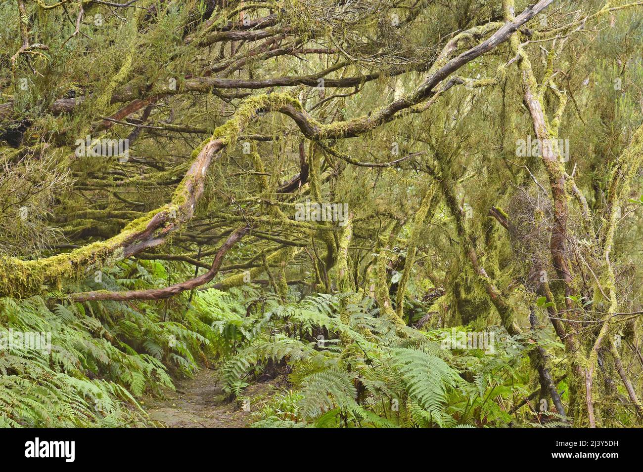 Trees covered with moss and lichen, hiking trail in Anaga Rural Park in the northeast of Tenerife Canary Islands. Stock Photo