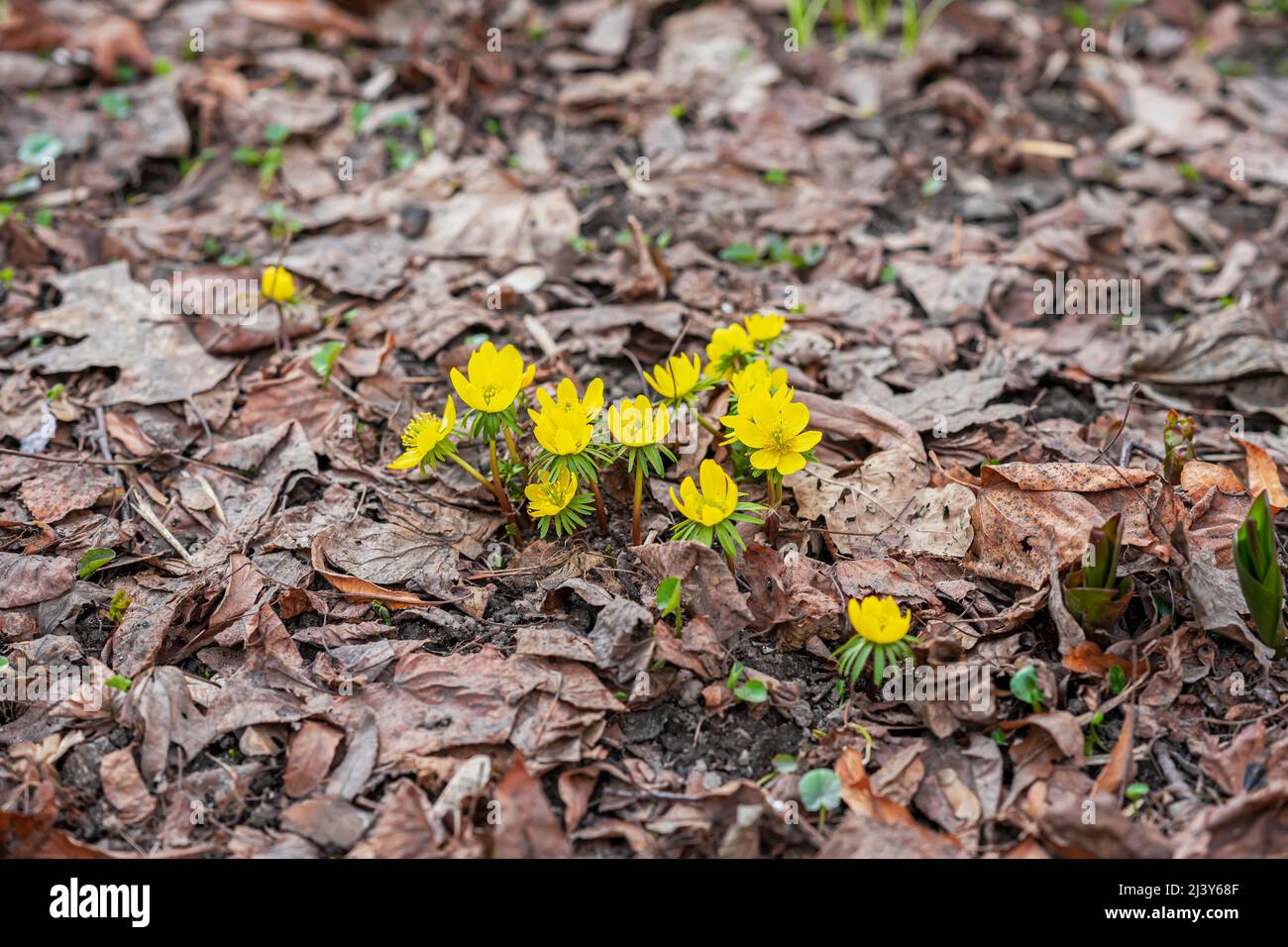 Eranthis. First bright yellow primroses among fallen leaves in forest. Concept of seasons, weather, spring Stock Photo