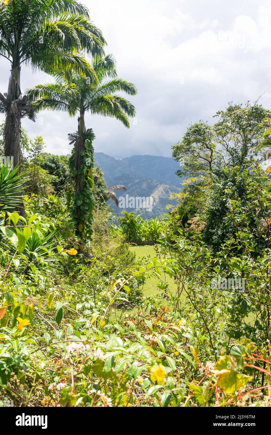 View of Blue Mountains from Craighton Estate (Blue Mountain coffee tour