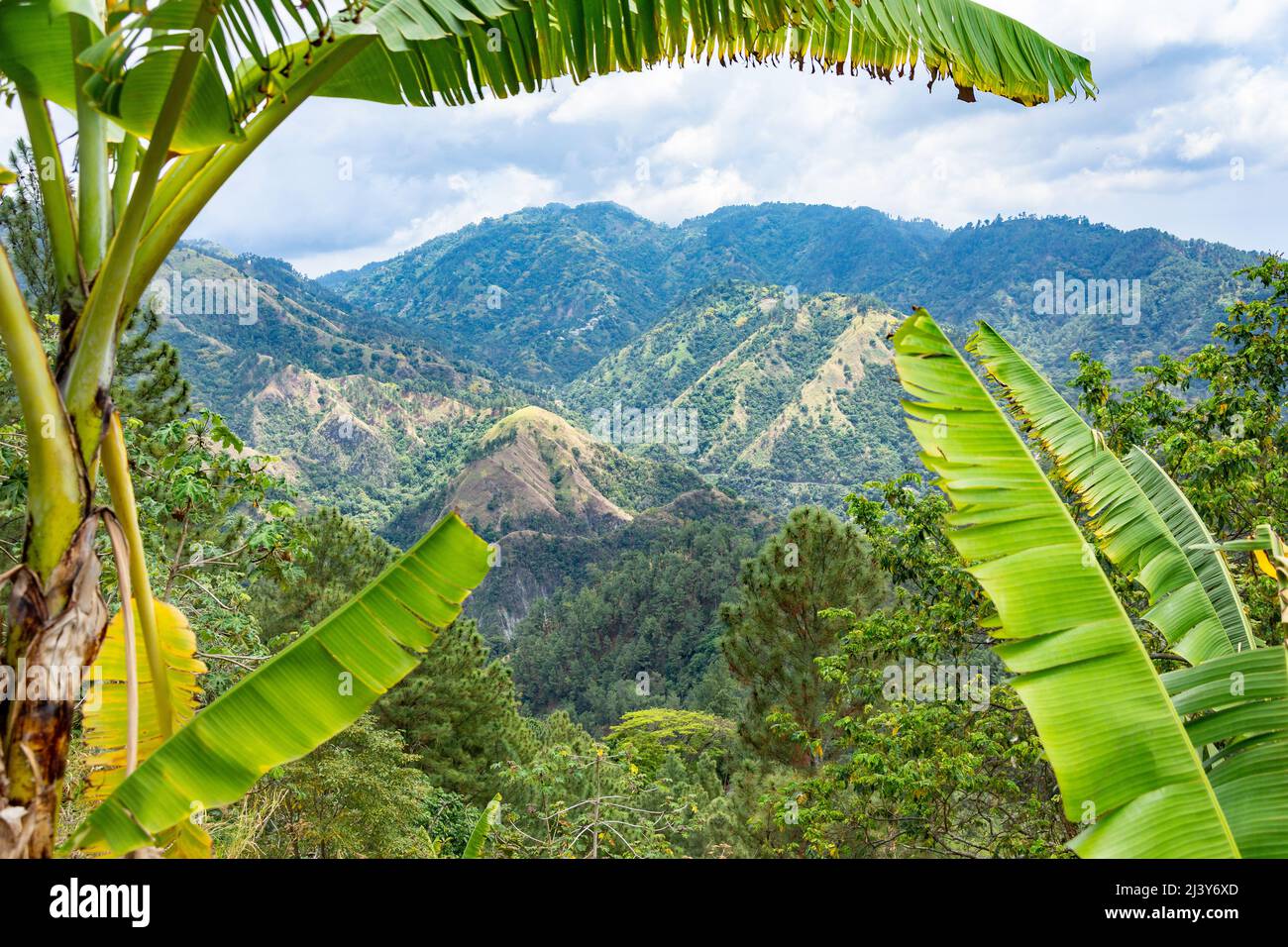 Blue Mountains, Craighton Estate (Blue Mountain coffee tour), Irish Town, St Andrew Parish,  Jamaica, Greater Antilles, Caribbean Stock Photo