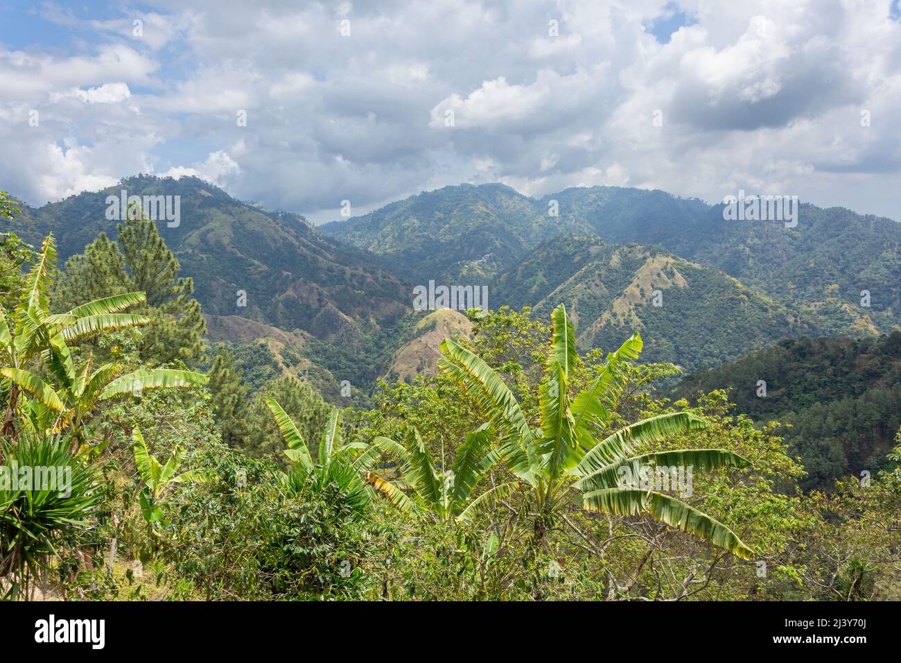 Blue Mountains, Craighton Estate (Blue Mountain coffee tour), Irish