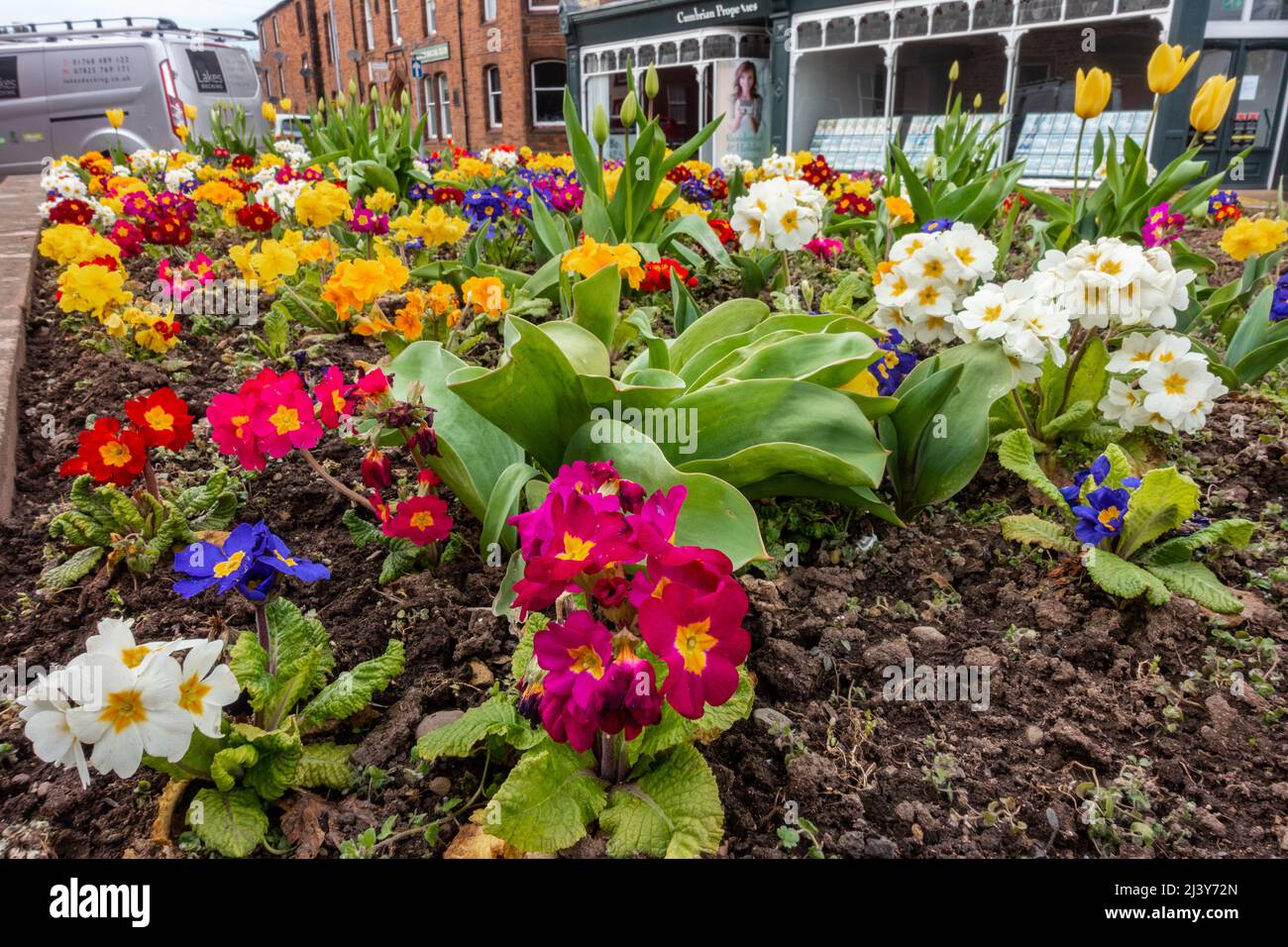 Flowerbeds planted with polyanthus and primrose in Penrith, Cumbria, UK. Stock Photo