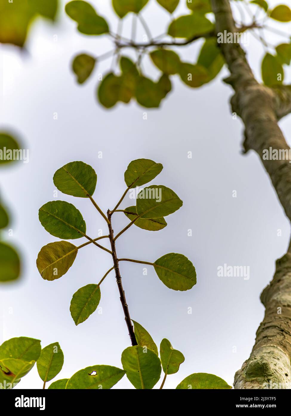 Bottom-Up Photo of a twig with leaves in focus on a tree in the background Stock Photo