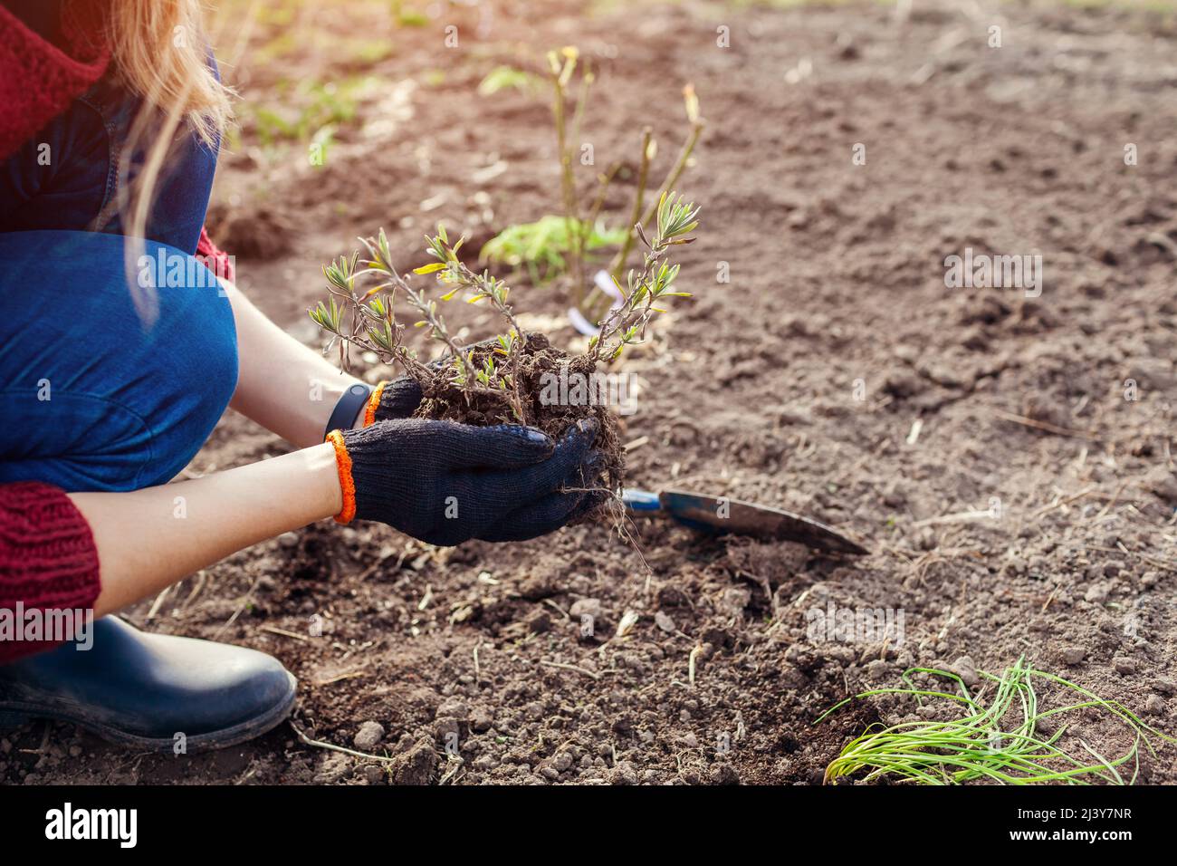 Transplanting lavender seedlings into soil. Gardener plants young sprouts in ground in spring garden using shovel. Outdoor springtime work Stock Photo
