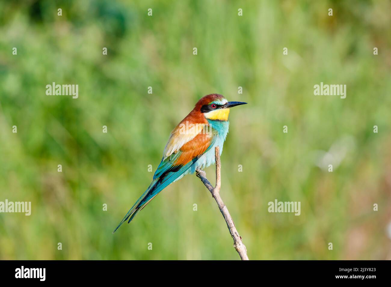 A European bee-eater (Merops apiaster) perching on a branch against a green background, Koros-Maros National Park, Bekes County, Hungary Stock Photo