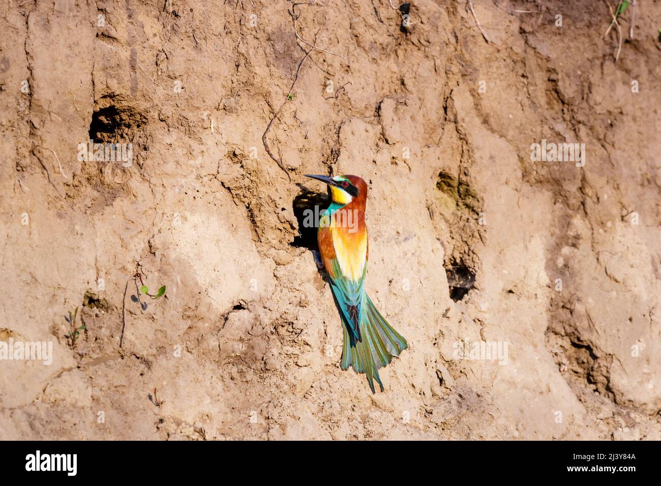 European bee-eater (Merops apiaster), Koros-Maros National Park, Bekes County, Hungary at a nesting hole in a clay bank Stock Photo