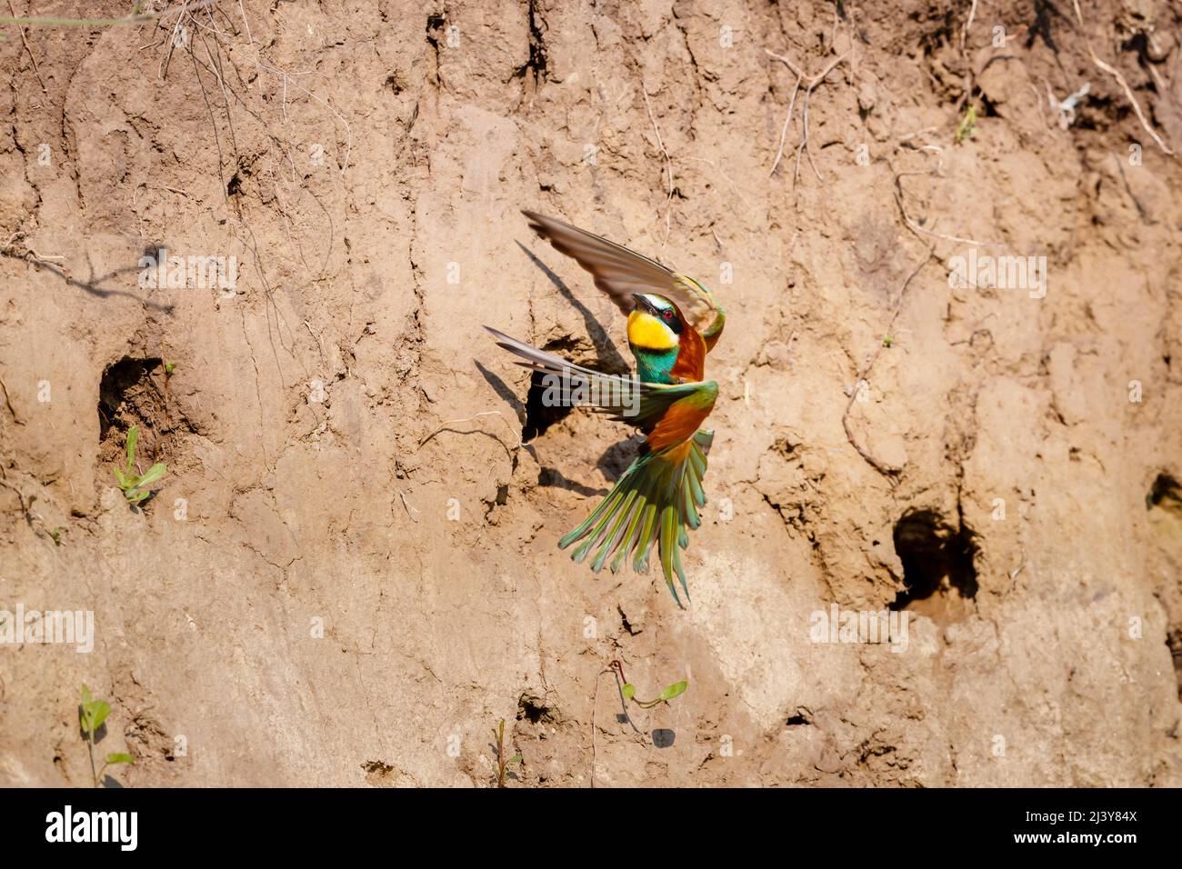 European bee-eater (Merops apiaster) takes off and flies away from its nesting hole in a sandy bank, Koros-Maros National Park, Bekes County, Hungary Stock Photo