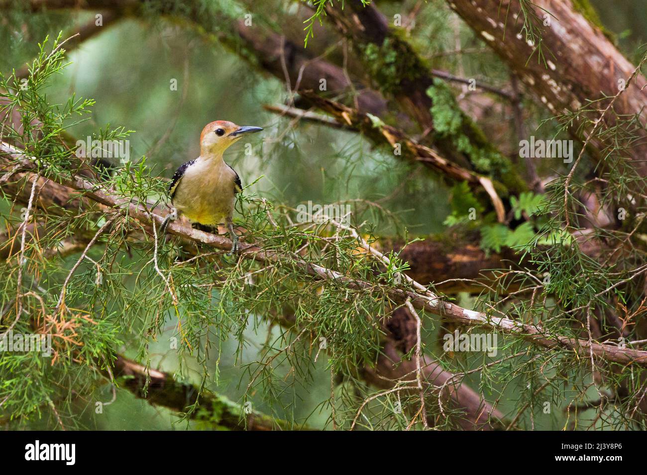 A young red-bellied woodpecker perched in a tree Stock Photo