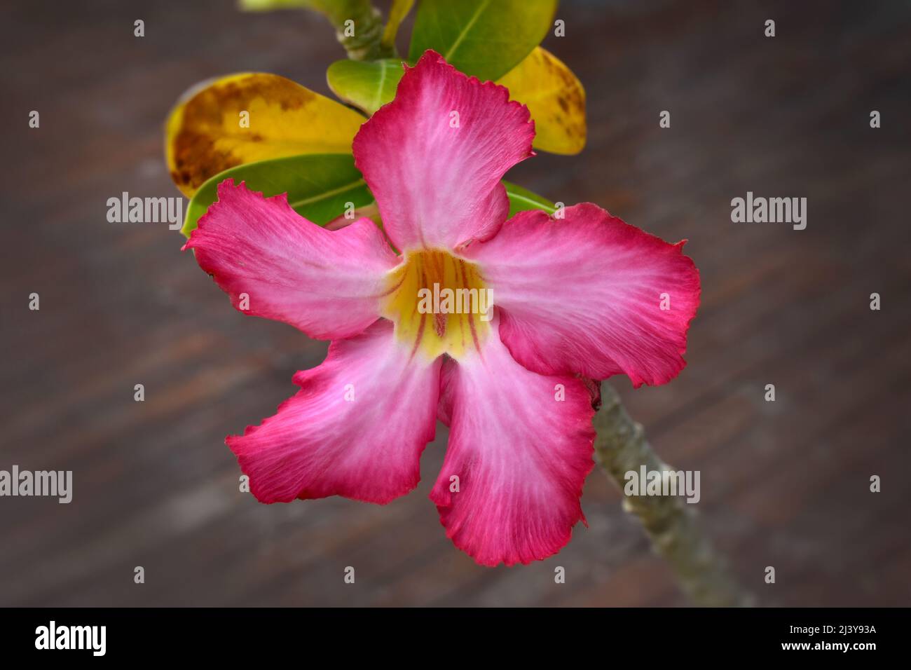 Pink-flowered adenium, flowering plant adenium commonly known as desert rose, succulent plant. Stock Photo