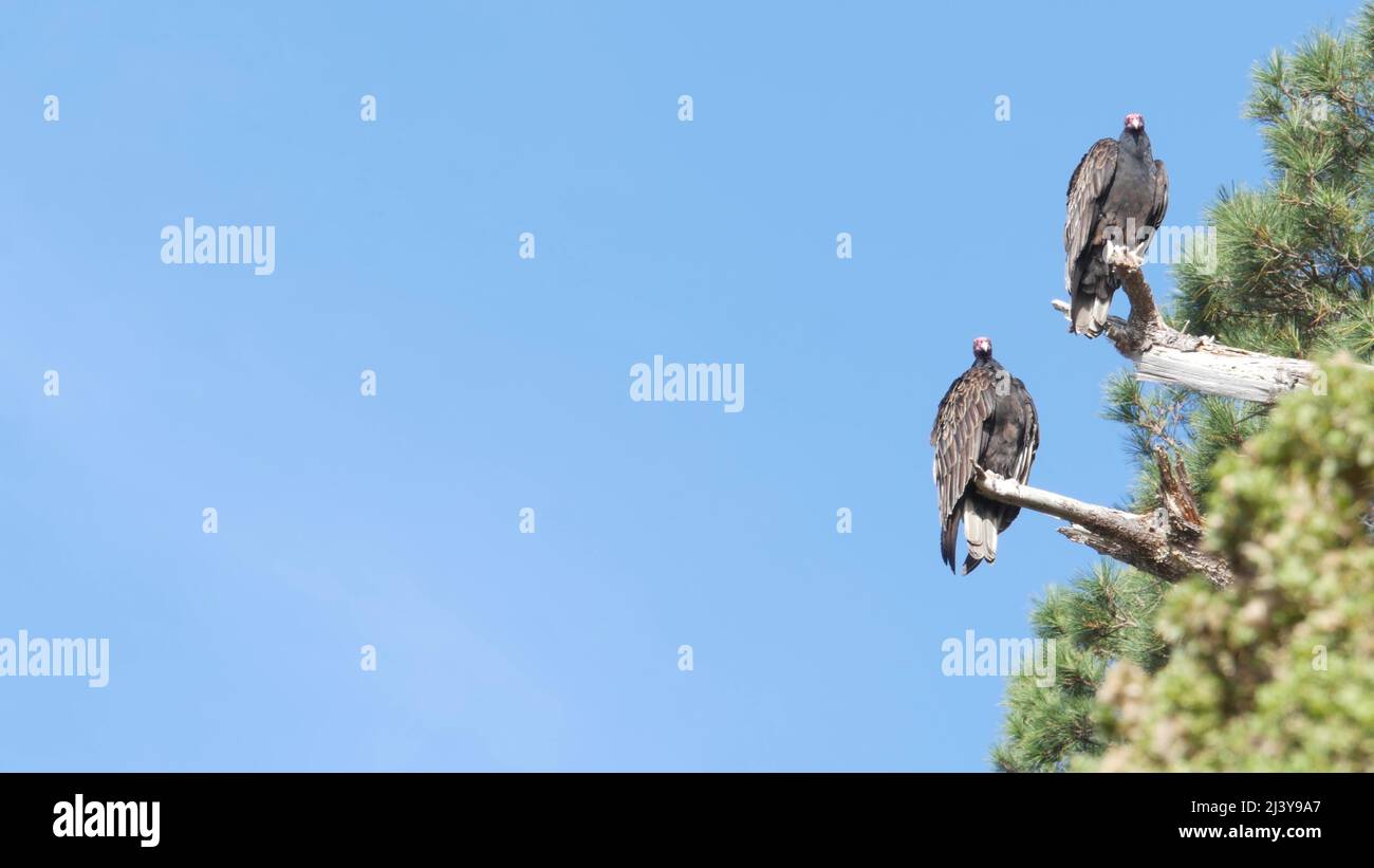 Turkey vulture, pine tree branch, scavenger carnivorous buzzard waiting or hunting. Bald red