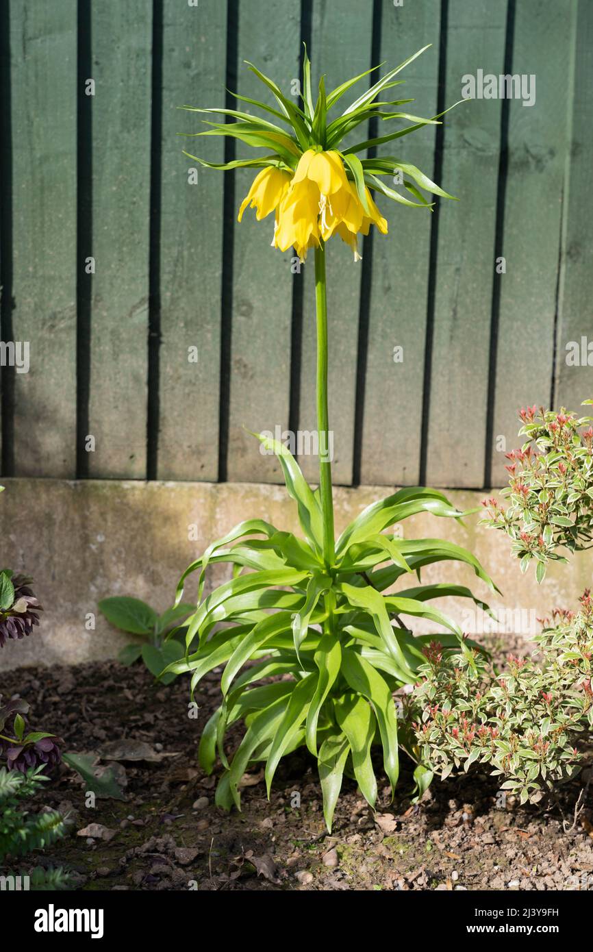 A crown imperial (Fritillaria imperialis 'Lutea') with bright yellow bell shaped flowers flowering in a garden in April in Worcestershire, England Stock Photo