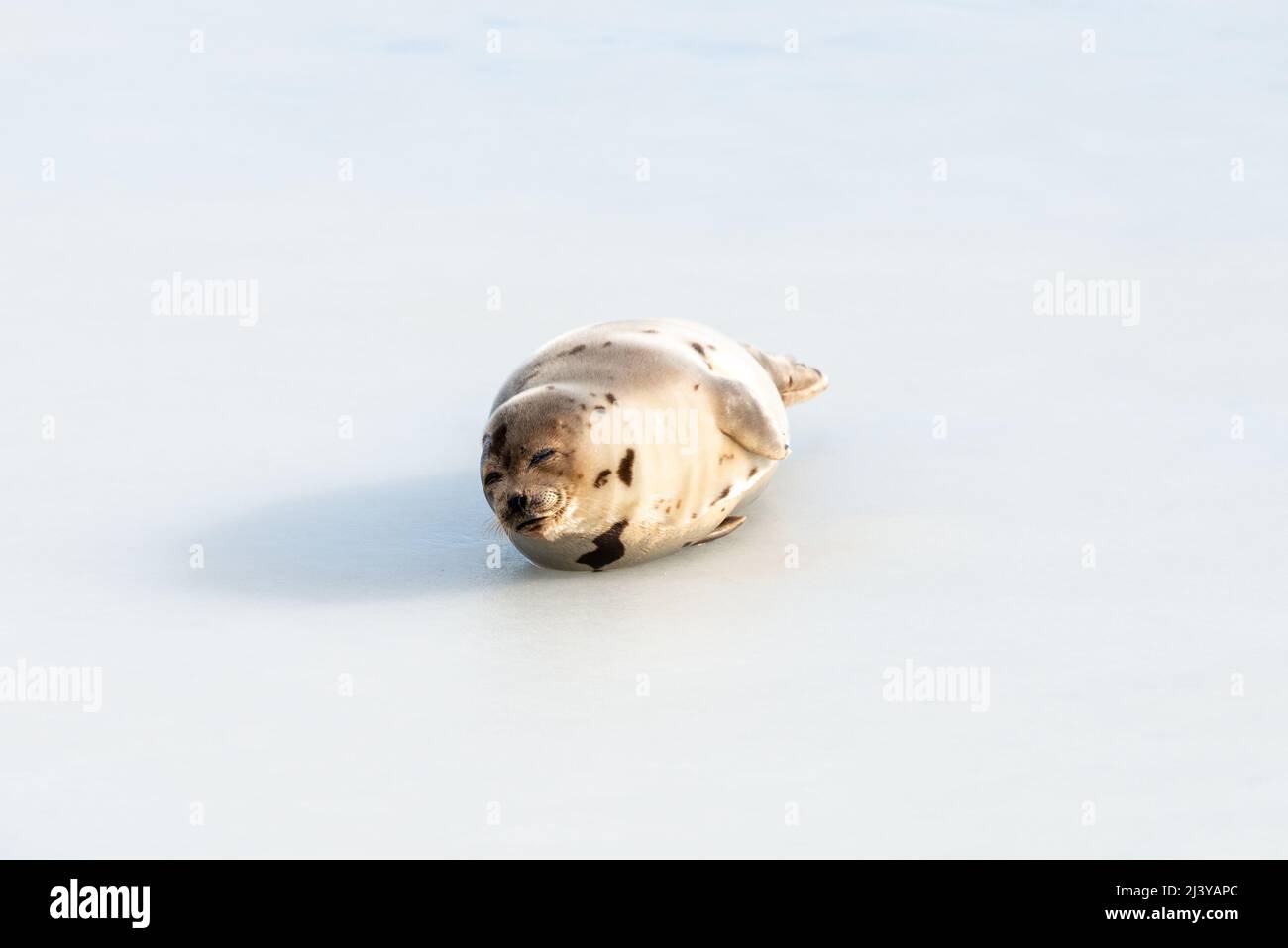 A large grey harp seal or harbor seal on white snow and tall yellow grass steering forward with a sad face. The wild gray seal has long whiskers. Stock Photo
