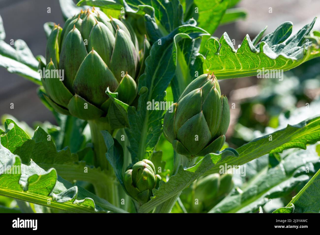 Closeup of multiple lush vibrant green waxy organic artichoke heads on leafy plant stems. The thick pointy leaves of the raw artichoke vegetables. Stock Photo