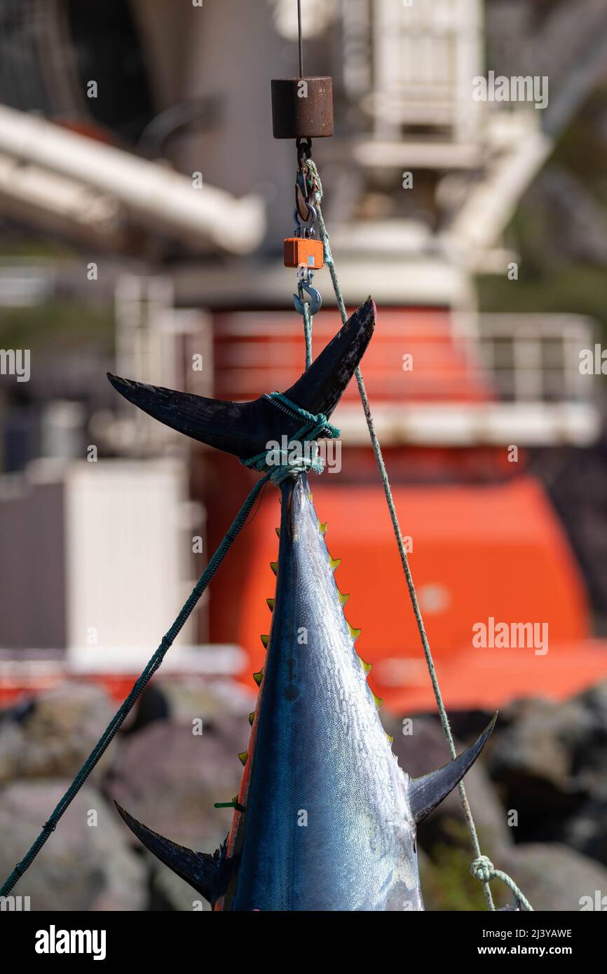 Atlantic bluefin tuna hanging by its dark blue and silver color tail with yellow caudal finlets leading down the body of the big saltwater fish. Stock Photo
