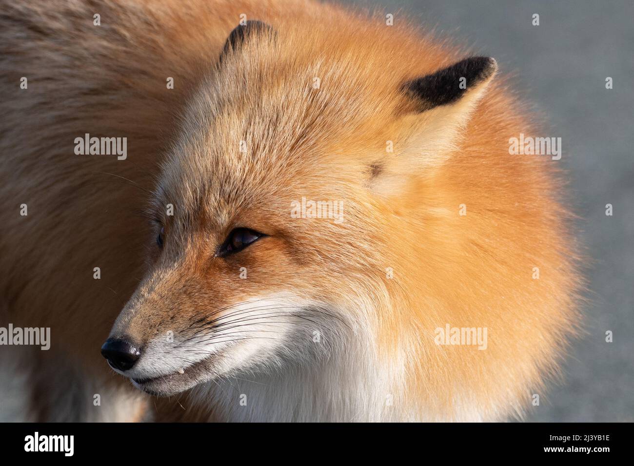 A cute young wild true red fox, Vulpes Vulpes, standing on all four paws attentively staring ahead as it hunts. It has a sharp piercing stare, orange Stock Photo