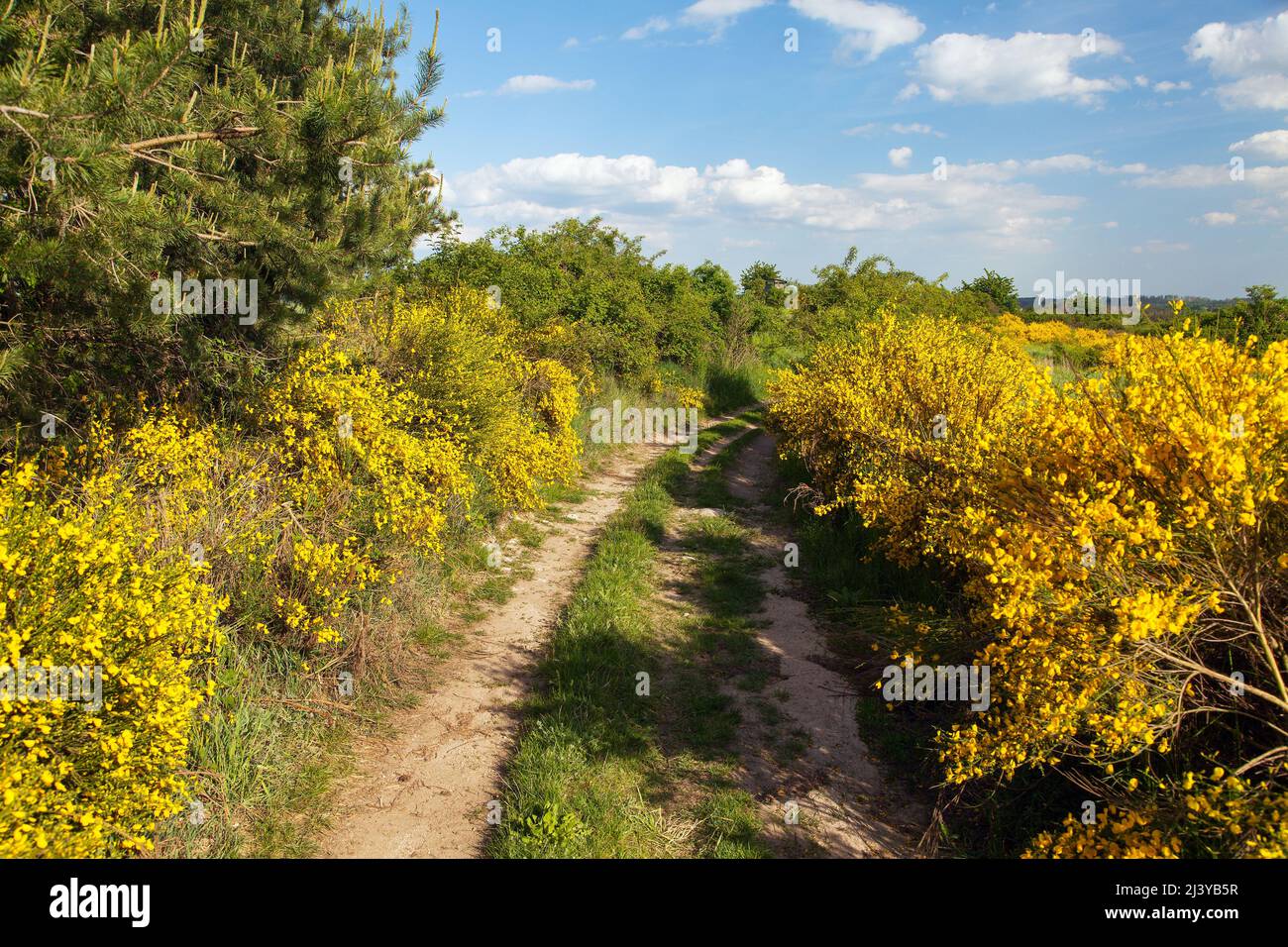 Cytisus scoparius, the common broom or Scotch broom yellow flowering in