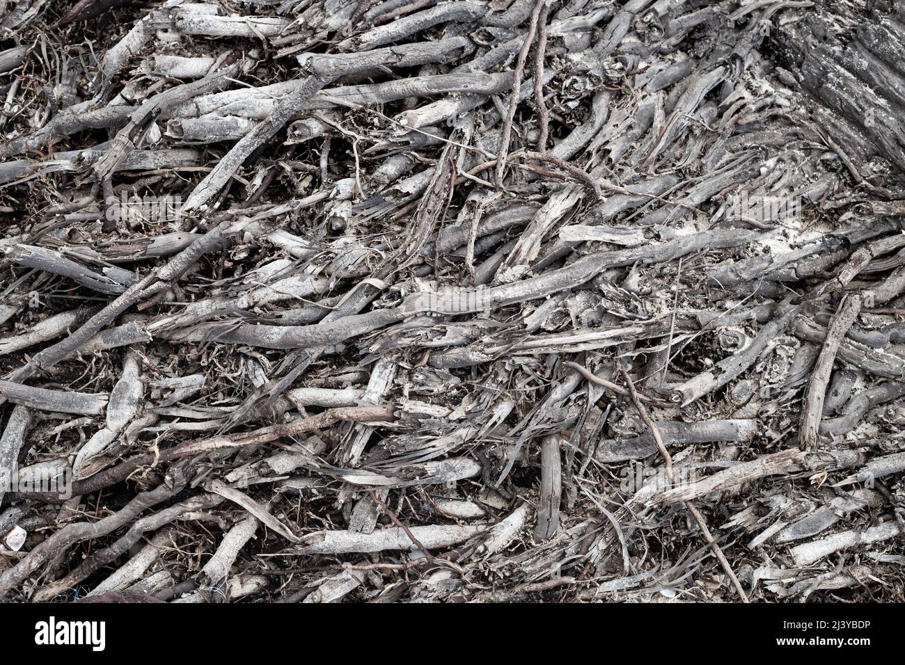 Old shabby palm tree roots, textured gray background. Pattern, texture. Stock Photo