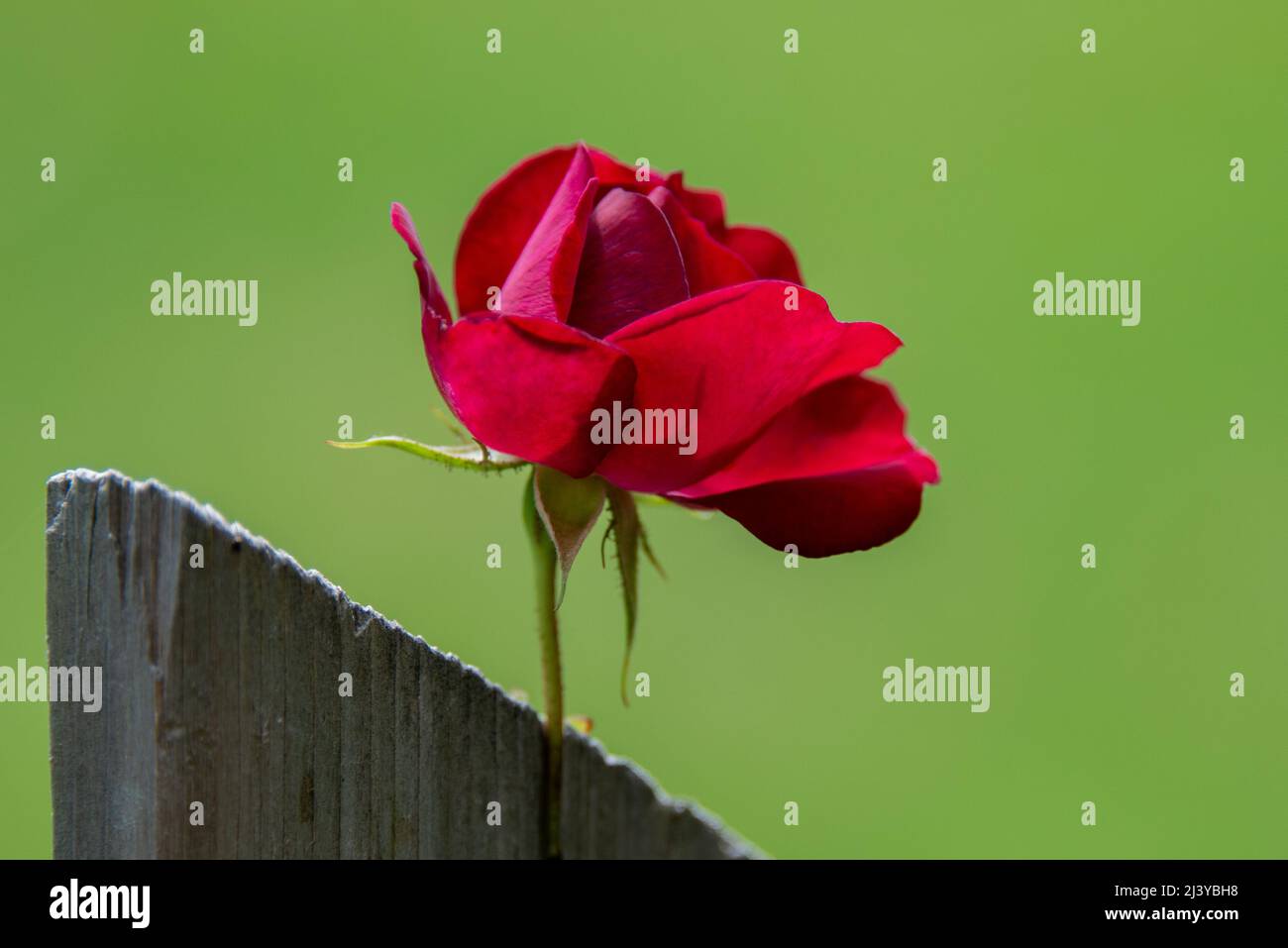 A closeup of a vibrant red color tea rose to bloom and growing on a creeping vine attached to a worn and weathered grey fence with a green back Stock Photo