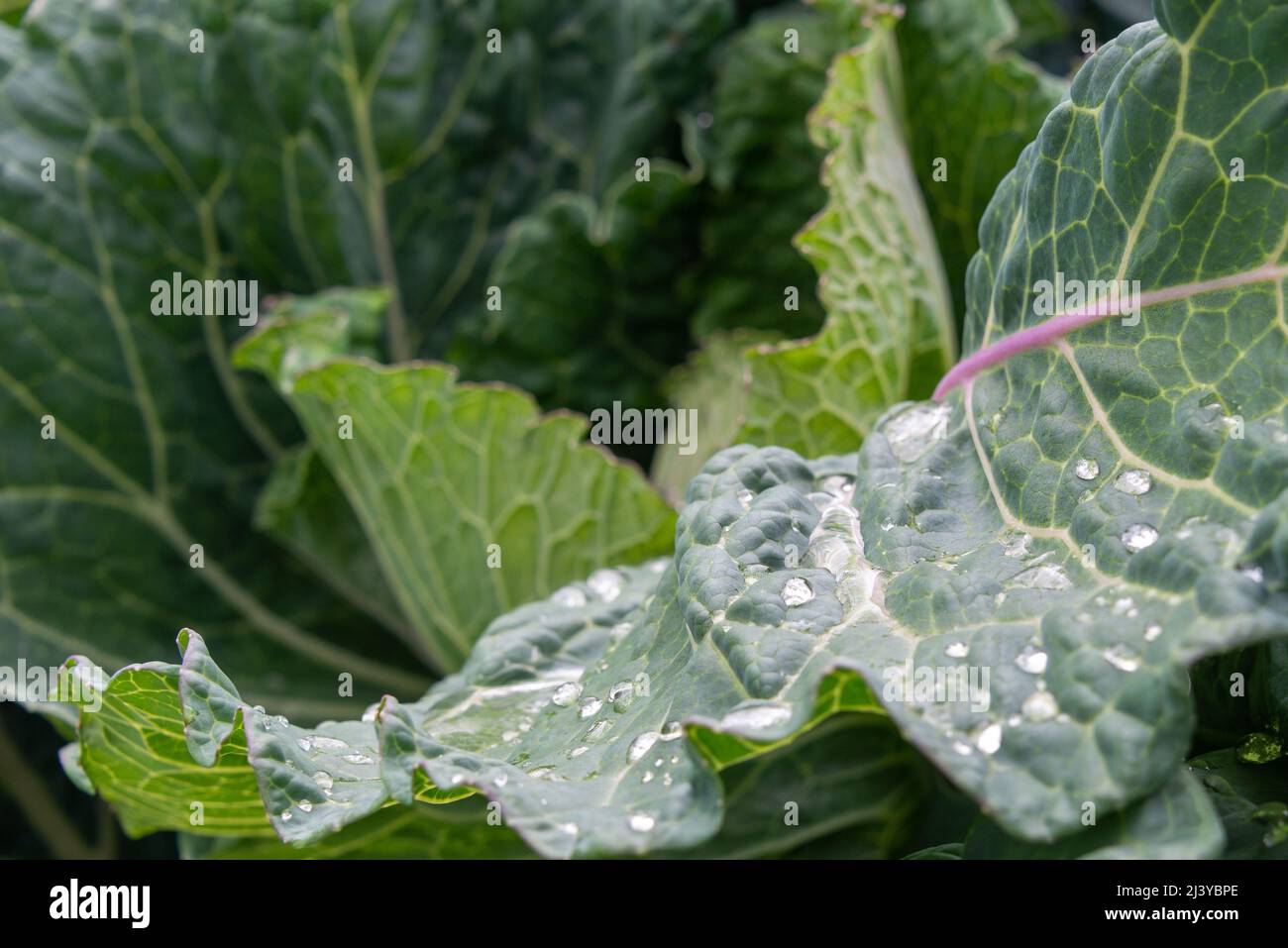 A large head of green cabbage growing in an organic garden. The large vegetable ball is deep green with the sun shining on it. The center is a lighter Stock Photo