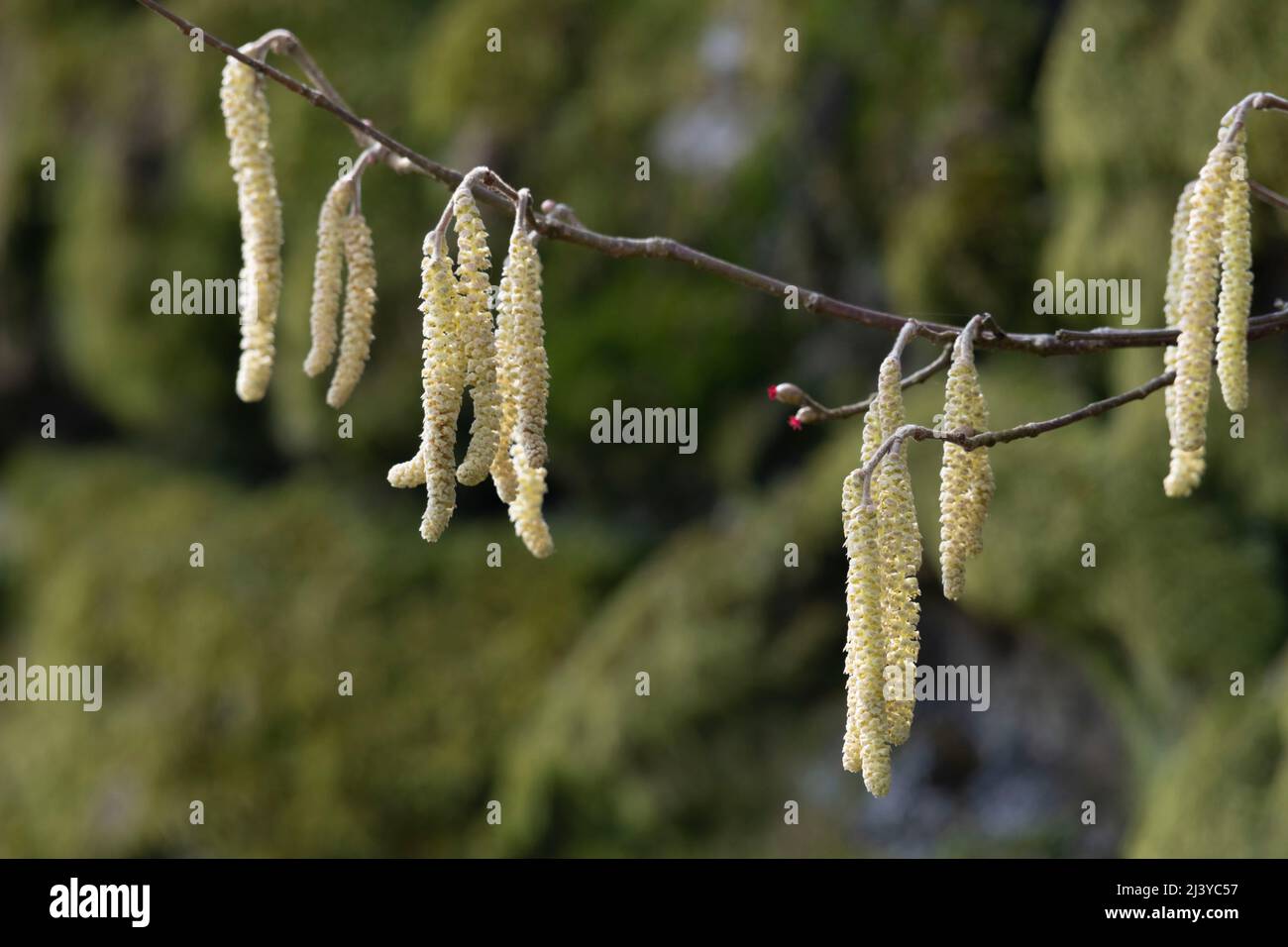 Male and Female Catkins Together on a Hazel Tree (Corylus Avellana) in Spring in the UK Stock Photo
