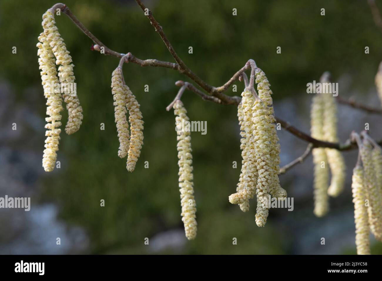 Clusters of Male Catkins on a Hazel Tree (Corylus AVellana) in Scotland in Spring Stock Photo