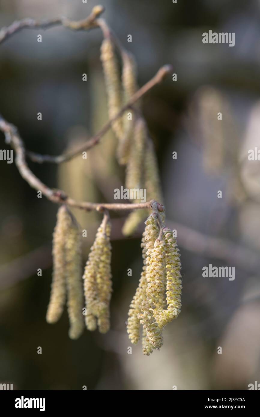 Male Catkins in Spring Sunshine on a Hazel Tree (Corylus Avellana) Stock Photo