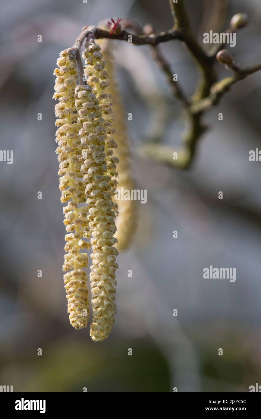 A Cluster of Male Catkins on a Hazel Tree (Corylus Avellana) in Spring Stock Photo Alamy