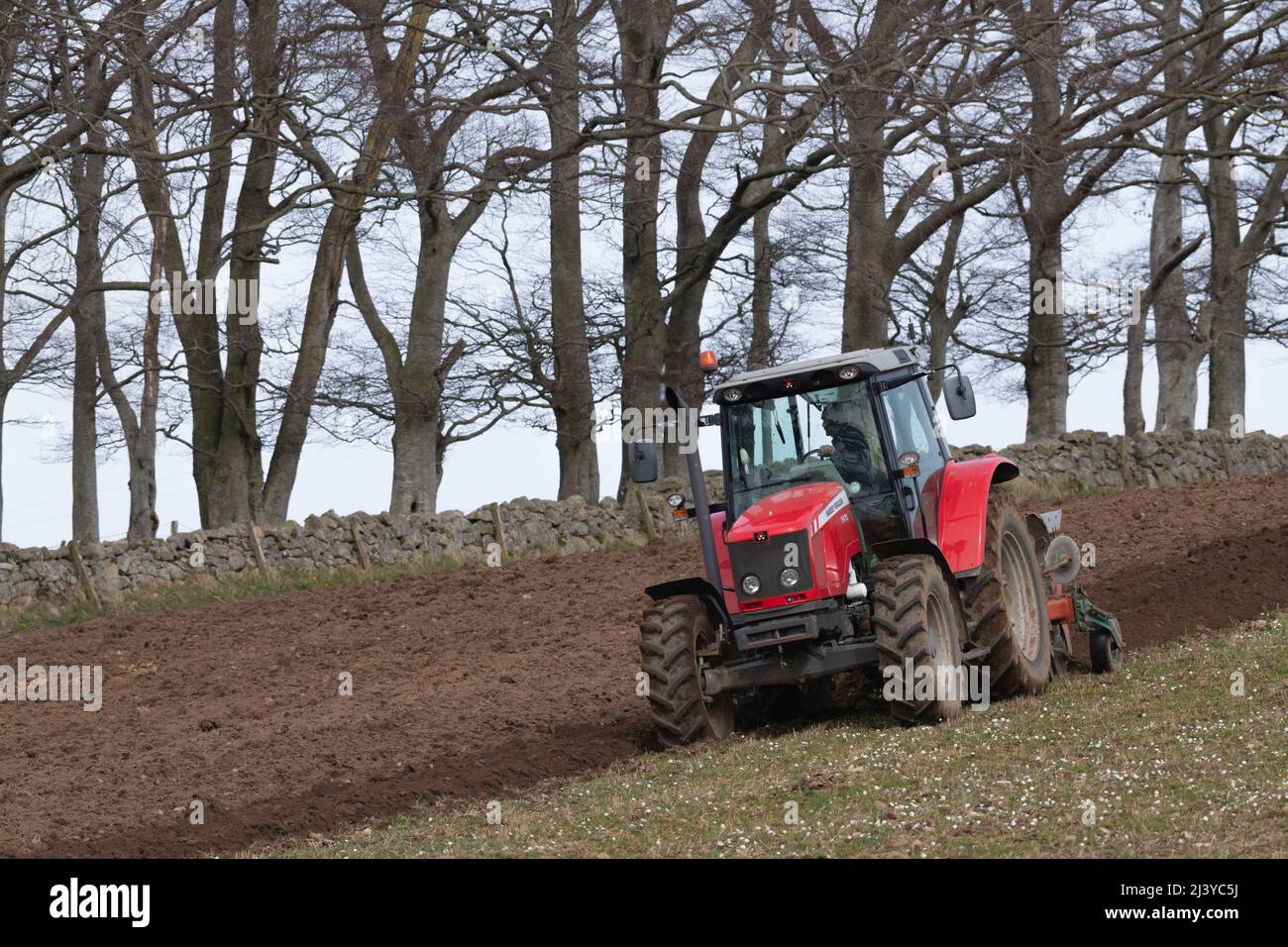 A Farmer in a Red Massey Ferguson Tractor Ploughing a Grass Field with a Line of Beech Trees (Fagus Sylvatica) and a Dry Stone Wall in the Background. Stock Photo