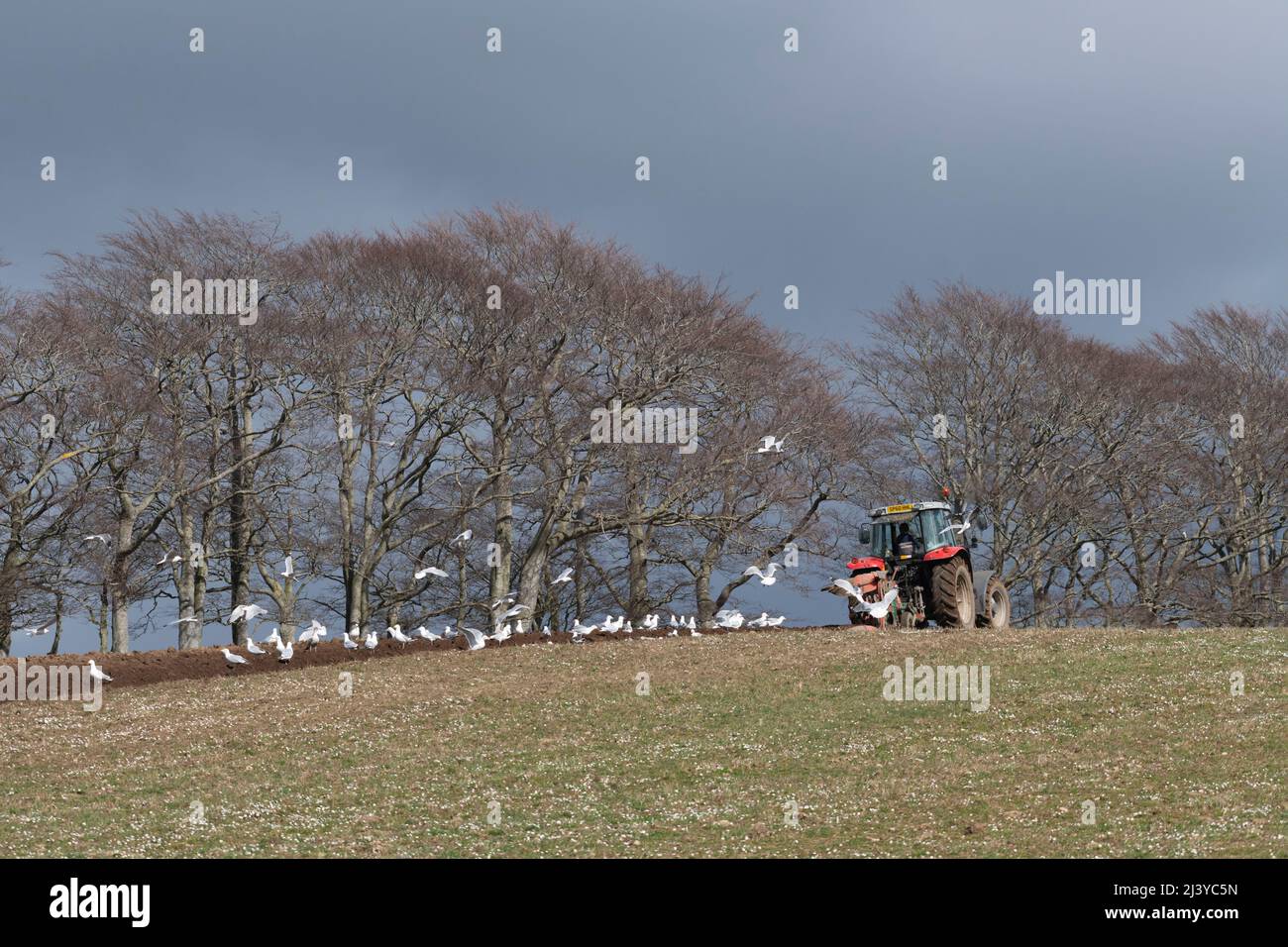 A Flock of Gulls Following a Red Tractor Ploughing a Grassy Field on a Sunny Day Next to a Line of Beech Trees (Fagus Sylvatica) Stock Photo